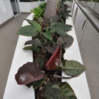 Plantability Landcaping Full Green Tropical Garden Beds along walkway