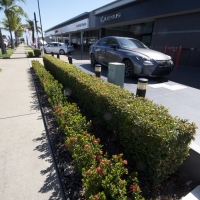 DSC_0062_2Plantability Landcaping Perfect Hedges
