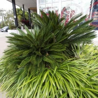 Plantability Landscaping Lush Green Tropical